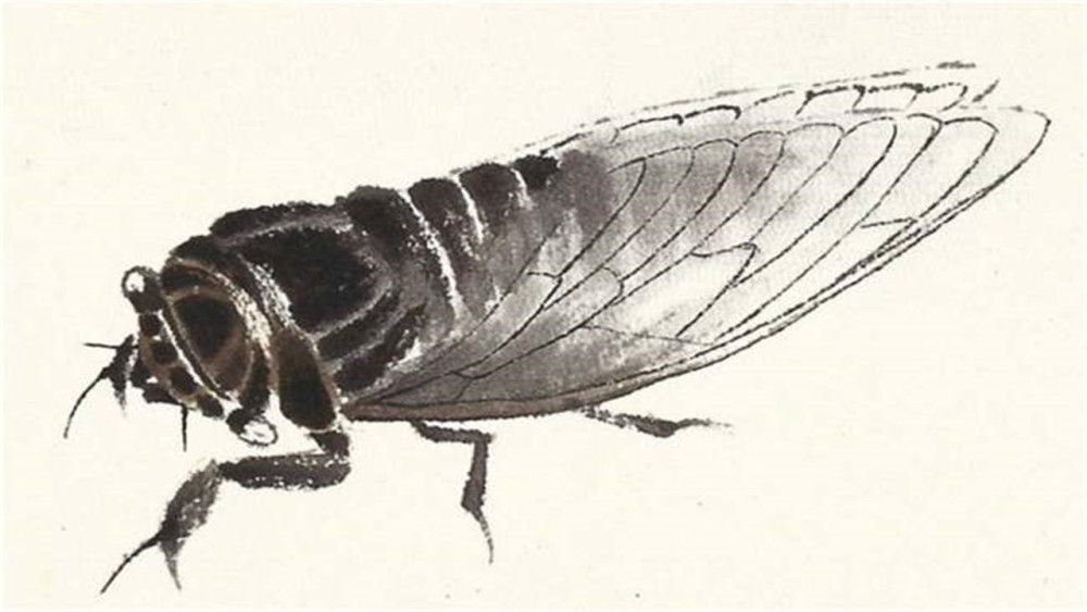 齐白石的蝉拍出8个亿到底画的有多好网友放大一看太值了