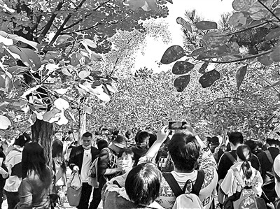 香山公园|香山昨日再迎赏红高峰 “游客较多”
