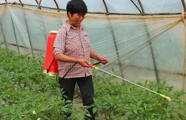 蔬菜种植|白酒防治白粉病有奇效，啤酒既是叶面肥又是杀虫剂，是真的吗？