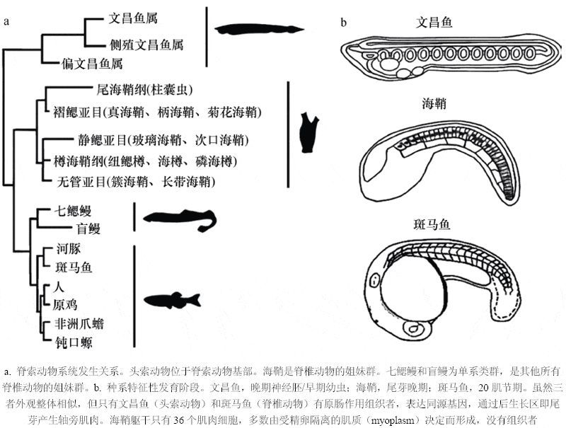 脊椎动物祖先的活化石文昌鱼
