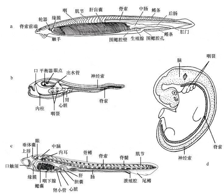 文昌鱼;b. 海鞘幼虫;c. 七鳃鳗幼体;d.