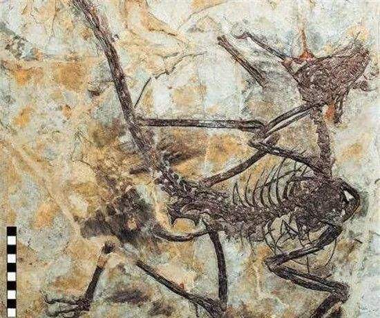 费尼尔司·泰勒·巴纳姆|“斐济美人鱼”曾让海洋学家困惑，后来真相大白，那是假的