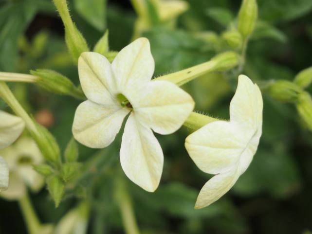 特殊的烟草花 开花像小喇叭 花色丰富喜欢在傍晚盛开 烟草花 植株 花卉 烟草