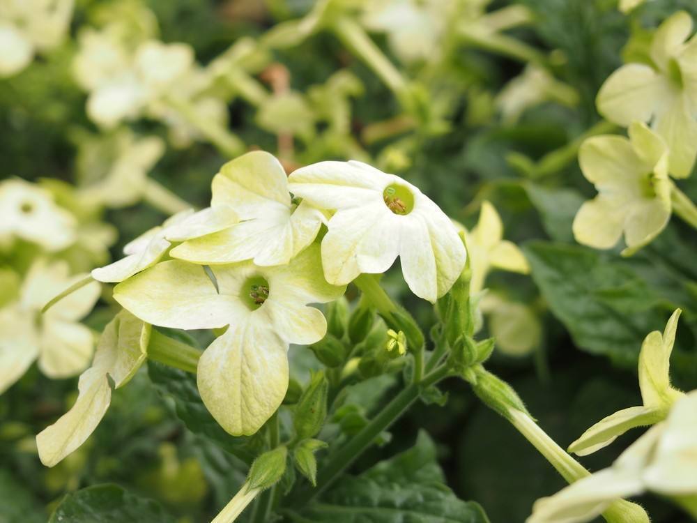 特殊的菸草花開花像小喇叭花色豐富喜歡在傍晚盛開