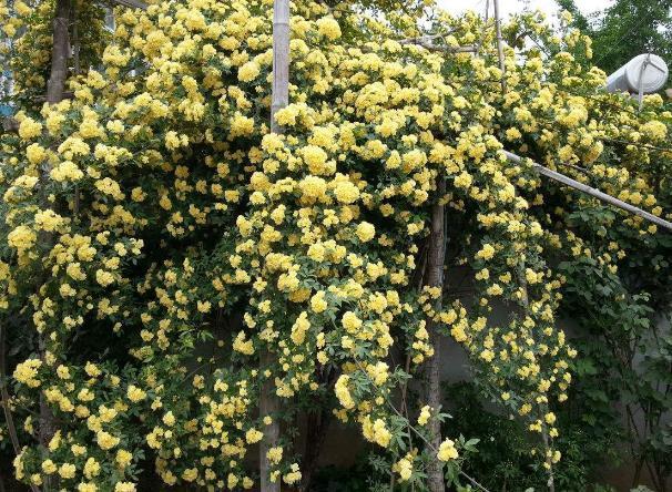 10月过半 养花就选这6样 随便2株就能将阳台 庭院变成花海 腾讯新闻