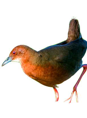 近日,深圳市洪湖公园自然教育中心志愿者在洪湖公园发现了红胸田鸡的