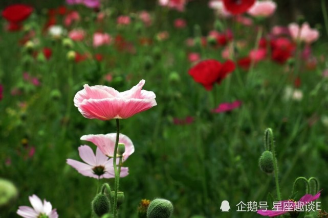 10月26日星座运势 坚定不移 实事求是的四大星座 星座运势 星座 水瓶座 狮子座 金牛座 天蝎座