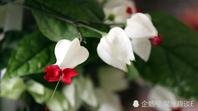 10月26日星座运势 金牛贵人相助 天蝎提高警惕 水瓶迎难而上 星座运势 贵人 金牛座 天蝎座