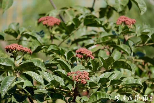 茱萸长什么样 你见过吗 吴茱萸 山茱萸