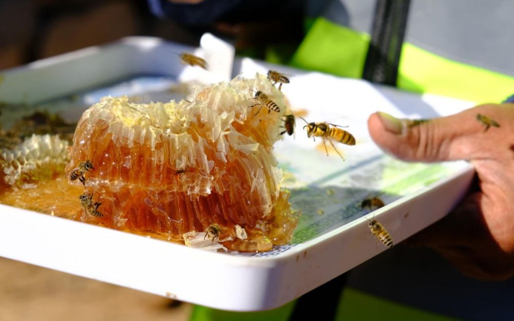 黄峪口村|深山小村养本土蜜蜂 北京密云黄峪口村蜂农靠旅游增收