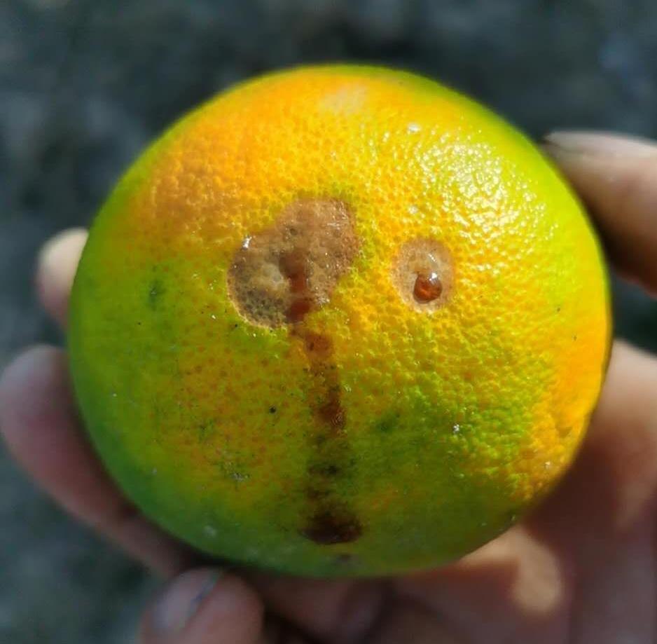 可能我们观察大实蝇危害果实时,外表是完好的,但果肉中已经有虫了