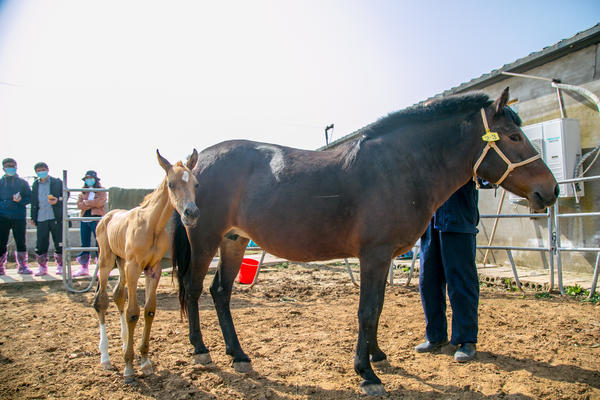 中国首例克隆马在漯河诞生技术团队历时5年曾测试16万枚卵子