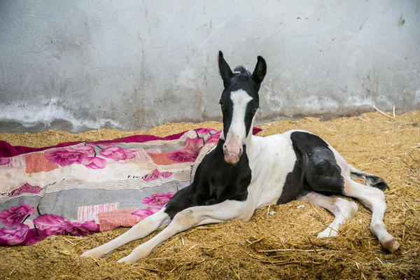 中国首例克隆马在漯河诞生技术团队历时5年曾测试16万枚卵子