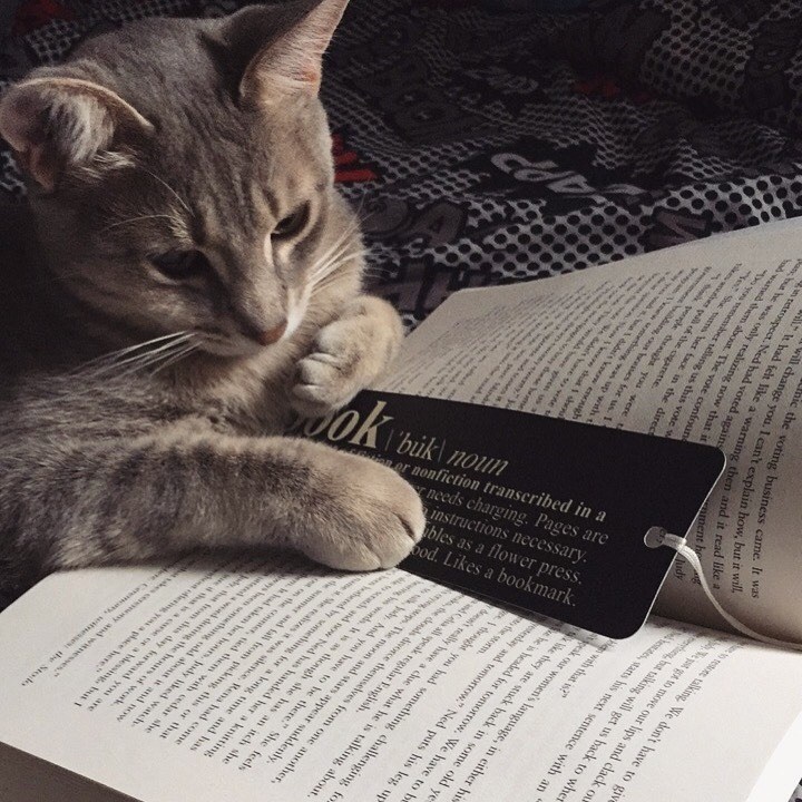 猫咪这个缠人的小妖精看书的时候也要抱抱举高高