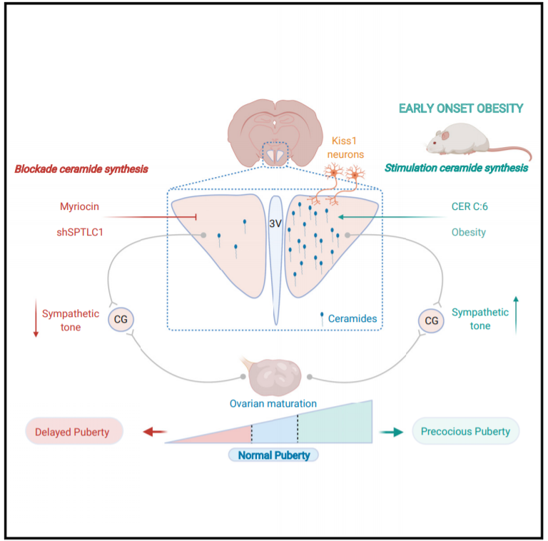 细胞|脑科学日报：肥胖导致性早熟的原因；人类的认知能力在35岁最高