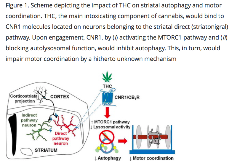 细胞|脑科学日报：肥胖导致性早熟的原因；人类的认知能力在35岁最高