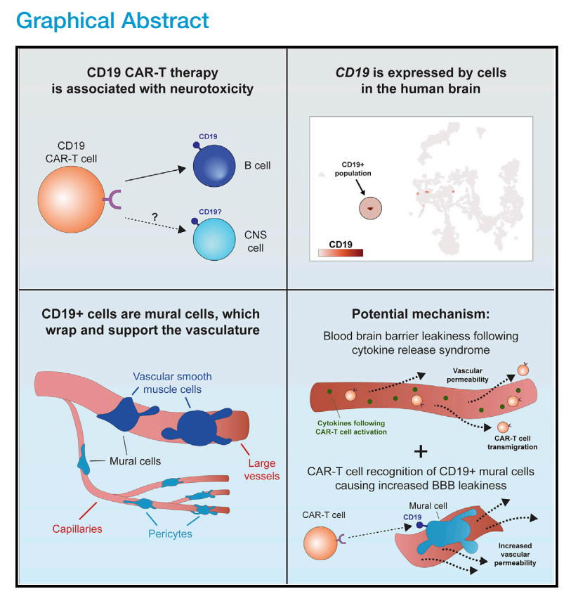 细胞|脑科学日报：肥胖导致性早熟的原因；人类的认知能力在35岁最高