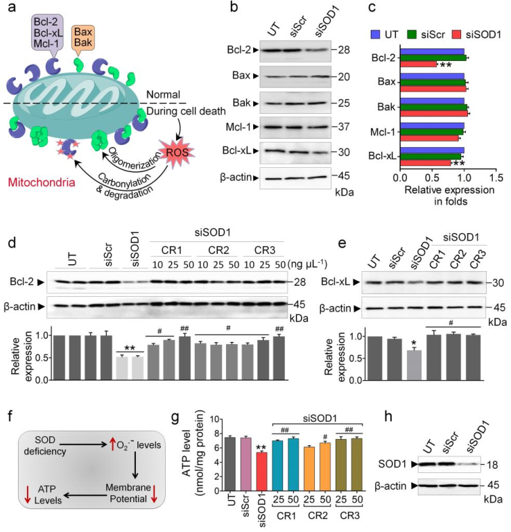 细胞|脑科学日报：肥胖导致性早熟的原因；人类的认知能力在35岁最高