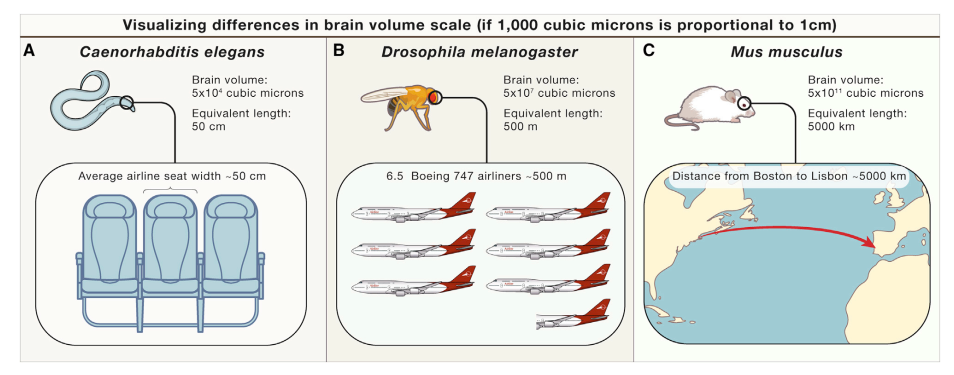 细胞|脑科学日报：肥胖导致性早熟的原因；人类的认知能力在35岁最高