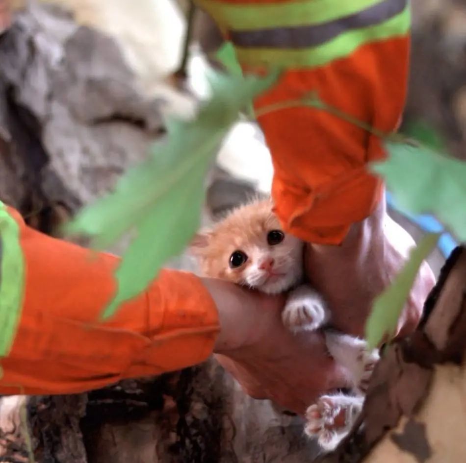 公开处刑:你见过小伙救猫,结果和猫一起双双被困树上的吗?