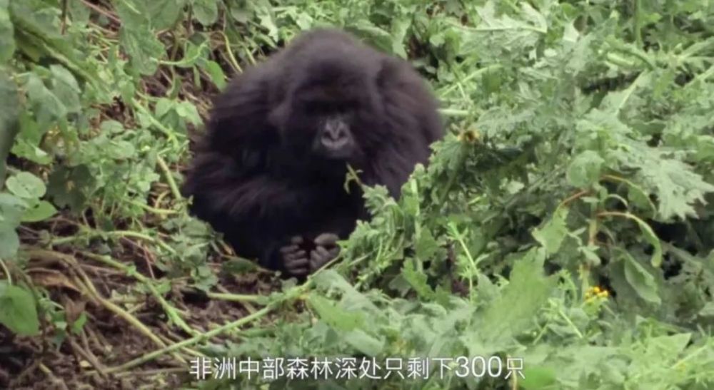 大卫·爱登堡|豆瓣9.9分神作背后的男神，终于不再低调