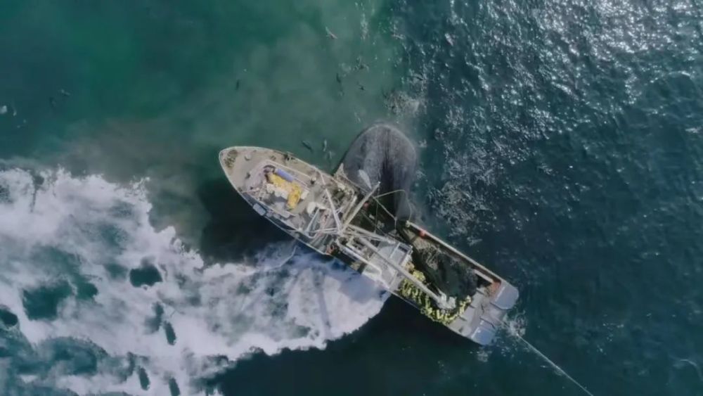 大卫·爱登堡|豆瓣9.9分神作背后的男神，终于不再低调