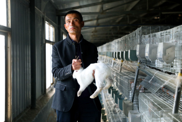 大叔在高塬种兔苹果年入千万秘密竟藏在小小兔子粪上