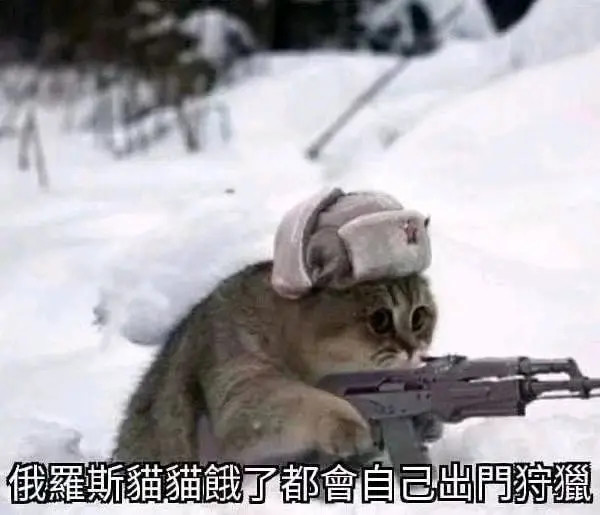 哪些有趣的表情包:听说俄罗斯猫猫饿了都会自己出门狩猎