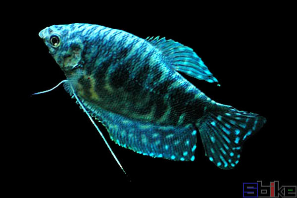 sbike动植物百科五大小型流氓淡水观赏鱼鱼缸中凶猛的小恶霸