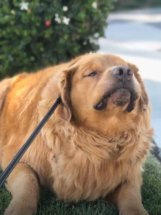 136斤金毛背宽得可以打麻将!主人:它瘦下来后笑容更多