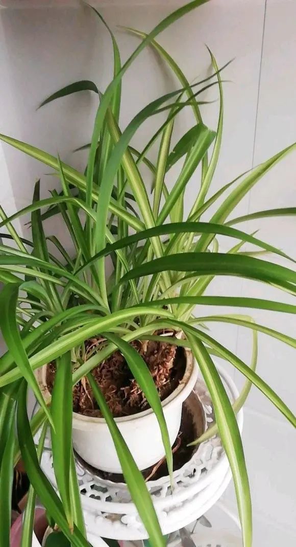 爆盆的吊兰真好看养吊兰舍得用肥水叶子葱绿又茂密