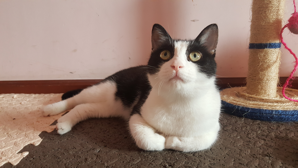 这是我家二喵,时而傻气,时而呆萌,看这张照片,揣着小手手简直太可爱了