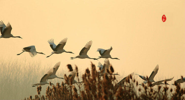 格律|为什么有人认为遵守平仄格律的近体诗比古体诗更上档次、更高级？