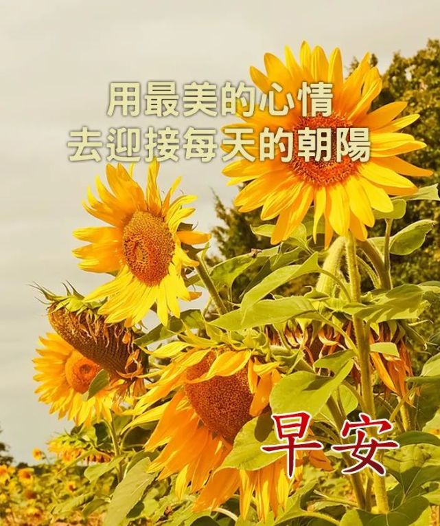 每天好心情早安祝福語 早安問候圖片帶字