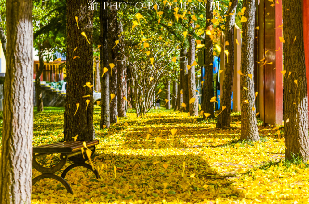 秋色迷人，黄叶铺地，秋天的风景美哉