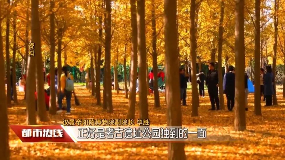 深秋是银杏林最美的时候汉阳陵内这片银杏林 是西安周边面积最大的