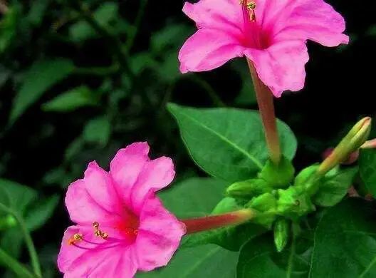 藏在《红楼梦》里的紫茉莉