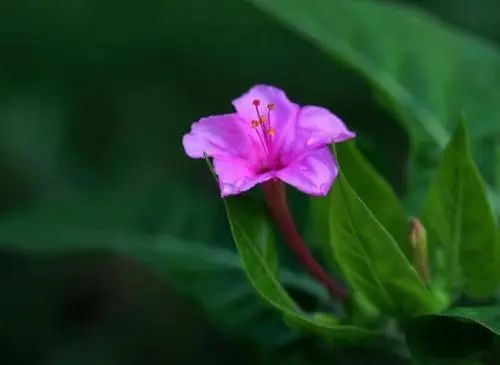 藏在 红楼梦 里的紫茉莉 腾讯新闻
