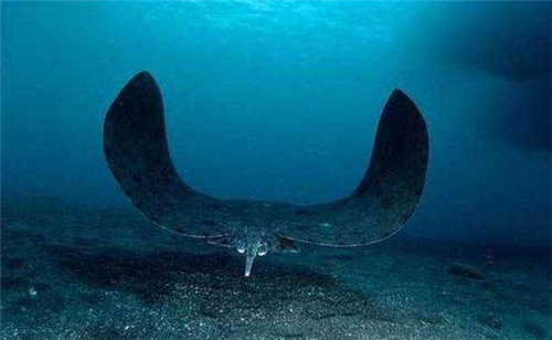 马里亚纳海沟|日本潜艇深入海底1万米，捕捉到的一海洋生物，给人类敲响了警钟