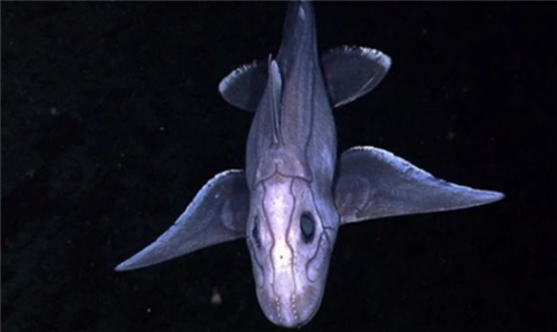 马里亚纳海沟|日本潜艇深入海底1万米，捕捉到的一海洋生物，给人类敲响了警钟