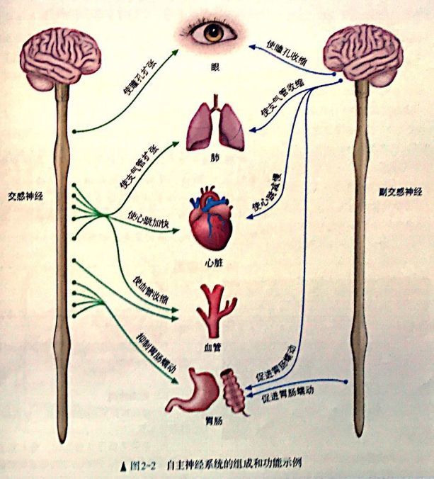 教学参考 新教材交感神经和副交感神经的两个释疑 副交感神经 交感神经 自主神经系统 副交感神经系统