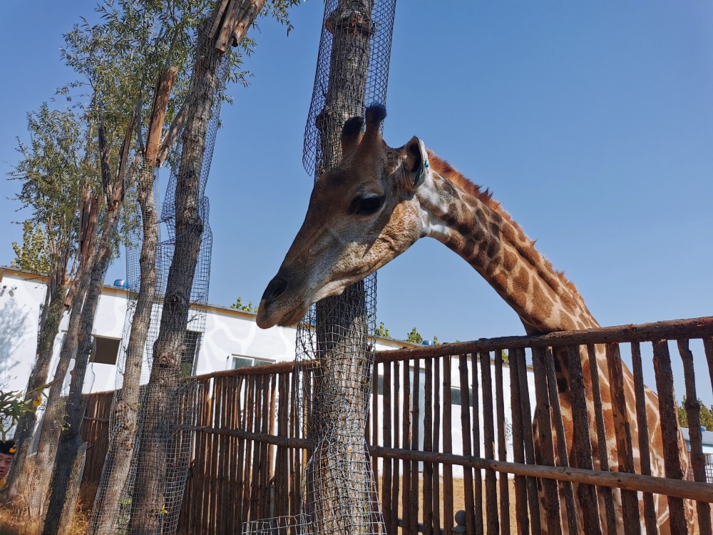 聊城滨河动物园