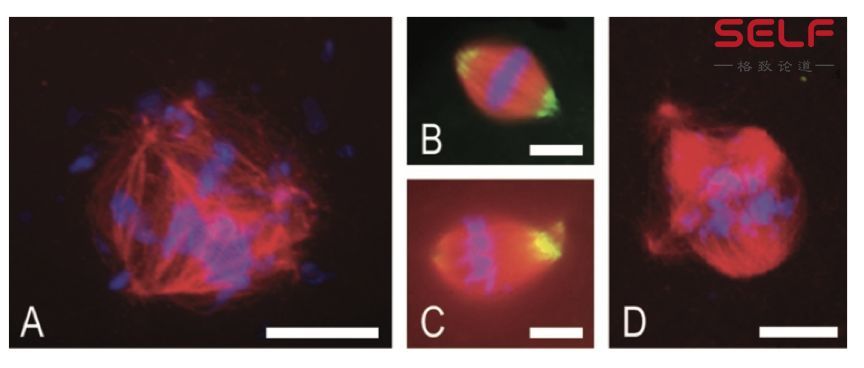 克隆猴|与猴为伴九年，科学家成功培育出世界首例体细胞克隆猴