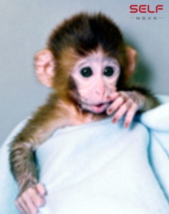 克隆猴|与猴为伴九年，科学家成功培育出世界首例体细胞克隆猴