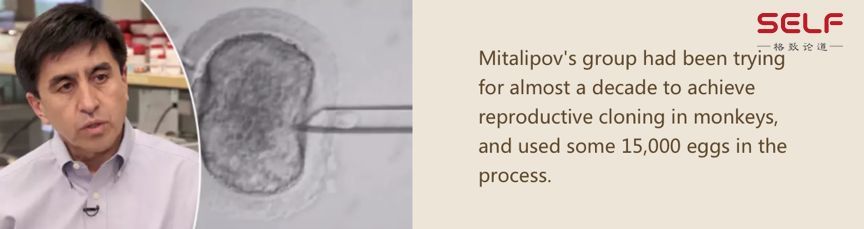 克隆猴|与猴为伴九年，科学家成功培育出世界首例体细胞克隆猴