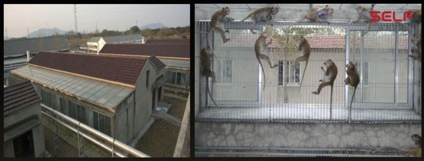 克隆猴|与猴为伴九年，科学家成功培育出世界首例体细胞克隆猴