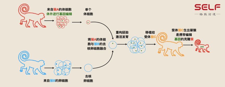 克隆猴|与猴为伴九年，科学家成功培育出世界首例体细胞克隆猴