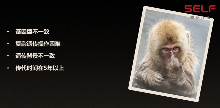 克隆猴|与猴为伴九年，科学家成功培育出世界首例体细胞克隆猴