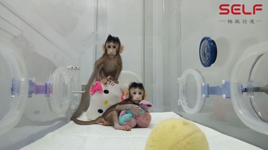 克隆猴|与猴为伴九年，科学家成功培育出世界首例体细胞克隆猴