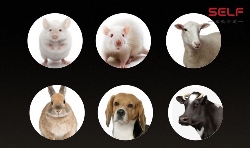 克隆猴|与猴为伴九年，科学家成功培育出世界首例体细胞克隆猴